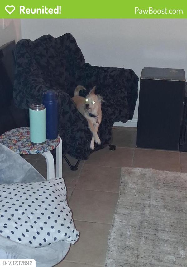 Reunited Male Dog last seen 7th and GreenTree, Victorville, CA 92395