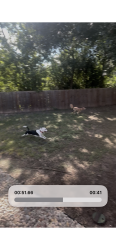Found/Stray Male Dog last seen Dover Ridge, San Antonio, TX 78250