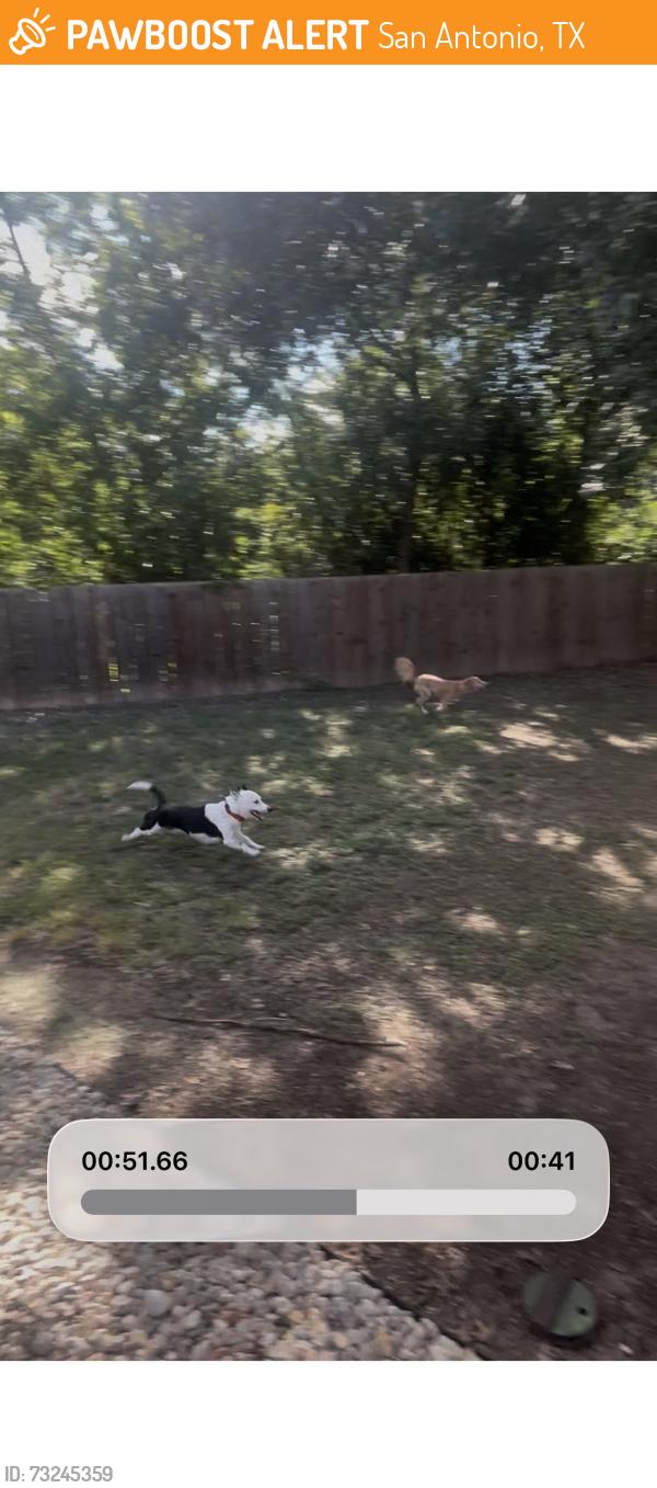 Found/Stray Male Dog last seen Dover Ridge, San Antonio, TX 78250