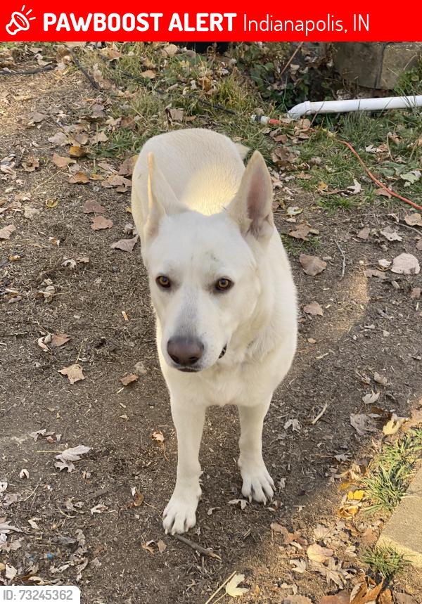 Lost Male Dog last seen Sherman and Raymond area, Indianapolis, IN 46203