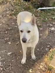 Lost Male Dog last seen Sherman and Raymond area, Indianapolis, IN 46203