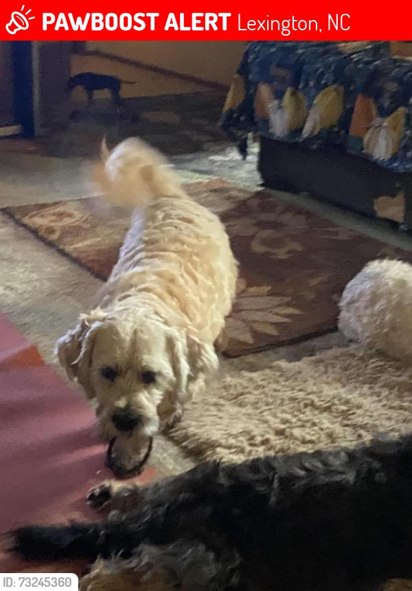 Lost Male Dog last seen Near s nc hwy 150 Lexington nc, Lexington, NC 27295