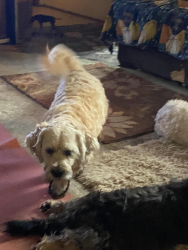 Lost Male Dog last seen Near s nc hwy 150 Lexington nc, Lexington, NC 27295