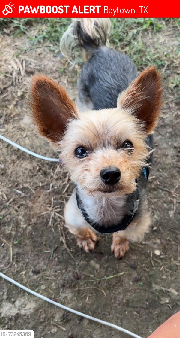 Lost Male Dog last seen Near Tri City Beach Rd, Baytown, TX 77523, Baytown, TX 77523