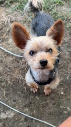 Lost Male Dog last seen Near Tri City Beach Rd, Baytown, TX 77523, Baytown, TX 77523
