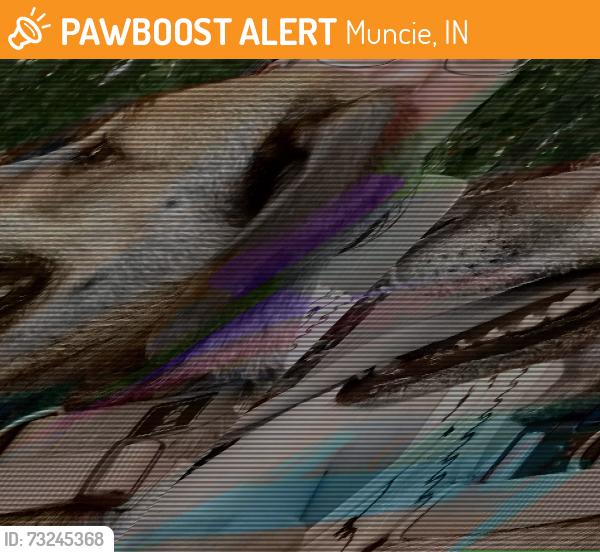 Found/Stray Unknown Dog last seen Mount Olive Church, Muncie, IN 47304