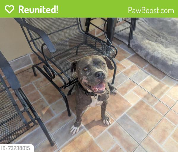 Reunited Male Dog last seen Colonial Drive Park, Palmetto Estates, FL 33157