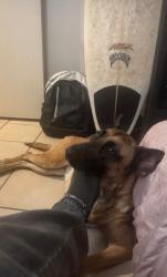 Lost Female Dog last seen Emory Elementary, San Diego, CA 92154