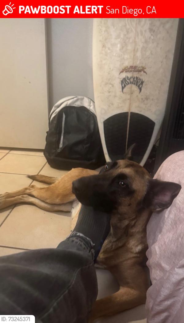 Lost Female Dog last seen Emory Elementary, San Diego, CA 92154