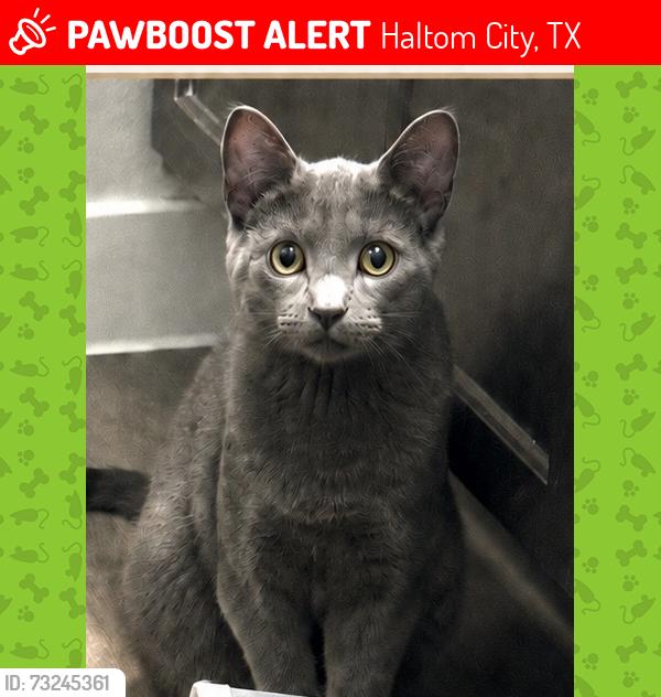 Lost Male Cat last seen Hiddeb Lakes apmts 5333 Fossil Creek Boulevard New Haltom City, TX, Haltom City, TX 76137