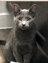 Lost Male Cat last seen Hiddeb Lakes apmts 5333 Fossil Creek Boulevard New Haltom City, TX, Haltom City, TX 76137