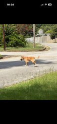 Found/Stray Unknown Dog last seen Idlewood dr, Tyler, TX 75701