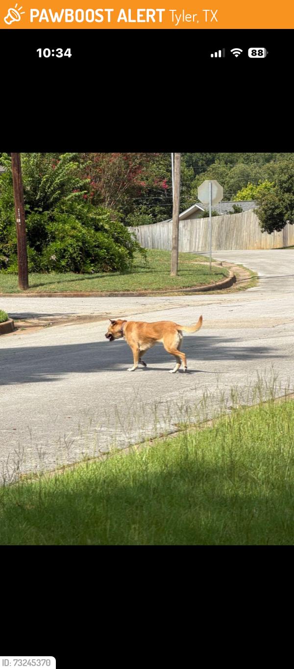 Found/Stray Unknown Dog last seen Idlewood dr, Tyler, TX 75701