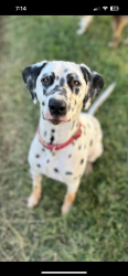 Lost Female Dog last seen Bill Allen Memorial park, The Colony, TX 75056