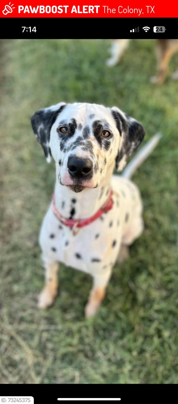 Lost Female Dog last seen Bill Allen Memorial park, The Colony, TX 75056