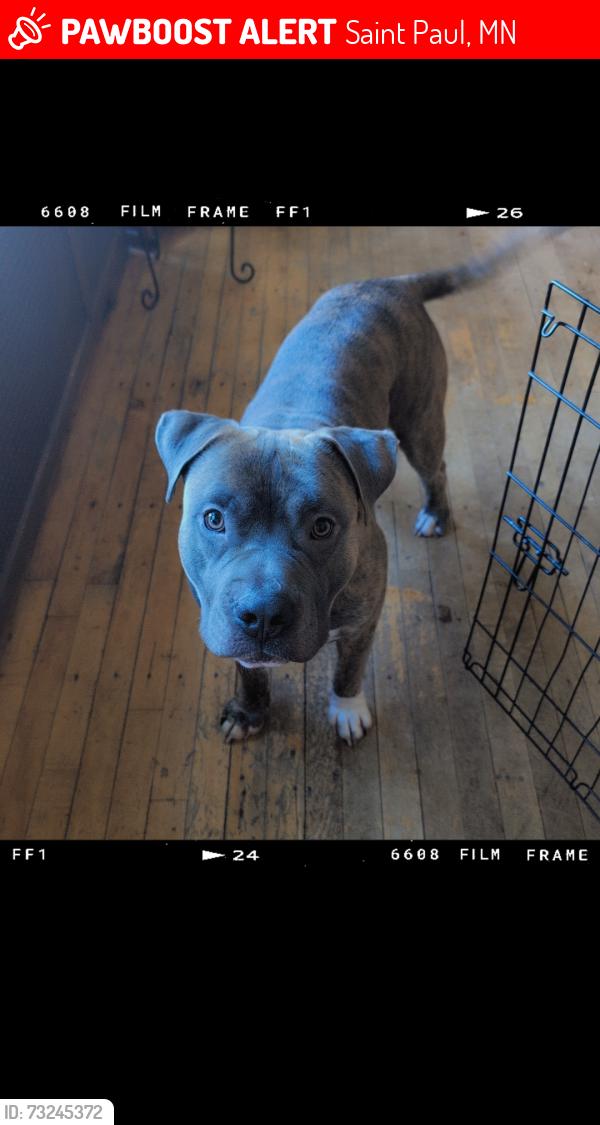 Lost Male Dog last seen Sherburne Avenue, Saint Paul, MN 55104
