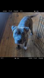Lost Male Dog last seen Sherburne Avenue, Saint Paul, MN 55104