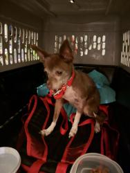 Found/Stray Unknown Dog last seen Emory Elementary, San Diego, CA 92154