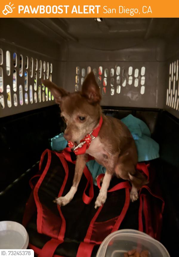 Found/Stray Unknown Dog last seen Emory Elementary, San Diego, CA 92154