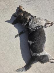 Found/Stray Male Dog last seen On our driveway., Magnolia, TX 77355