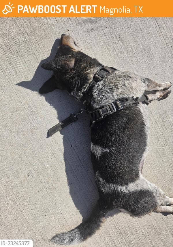 Found/Stray Male Dog last seen On our driveway., Magnolia, TX 77355