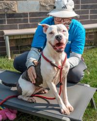 Shelter Stray Female Dog last seen Near Fleetwood Dr Atlanta, 30316, 30316, GA, 3280 Chamblee Dunwoody Rd, Chamblee, GA 30341, USA