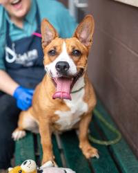 Shelter Stray Female Dog last seen Snapfinger Woods Dr, Decatur, GA 30035, 30035, GA, 3280 Chamblee Dunwoody Rd, Chamblee, GA 30341, USA