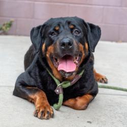Shelter Stray Female Dog last seen , 30034, GA, 3280 Chamblee Dunwoody Rd, Chamblee, GA 30341, USA