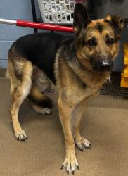 Shelter Stray Male Dog last seen Near Tarragon Drive Decatur, 30034, 30034, GA, 3280 Chamblee Dunwoody Rd, Chamblee, GA 30341, USA