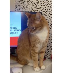 Lost Male Cat last seen Keizer Rapids Park and Chemawa Rd, Keizer, OR 97303