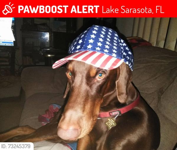 Lost Male Dog last seen Mauna Loa, Lake Sarasota, FL 34241