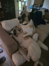 Reunited Male Dog last seen Tom C Camp Road, Monroe, GA 30656