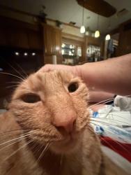 Lost Male Cat last seen Near Libertyville Rd New Paltz, NY 12561 United States, New Paltz, NY 12561