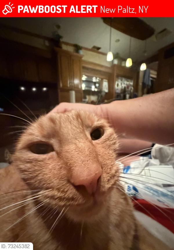 Lost Male Cat last seen Near Libertyville Rd New Paltz, NY 12561 United States, New Paltz, NY 12561