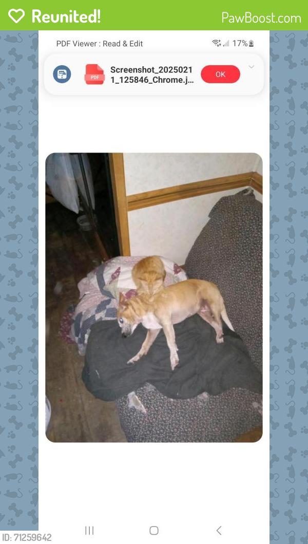 Reunited Female Dog last seen Mohawk, Porter, TX 77365