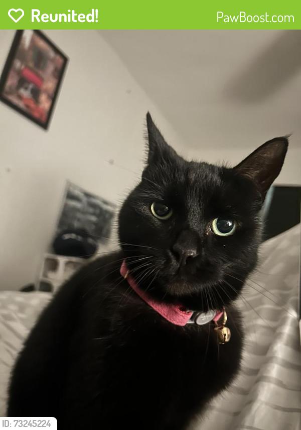 Reunited Female Cat last seen Albemarle Road, near the Sloane hosp, Greater London, England BR3 5HT
