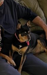 Reunited Female Dog last seen Near Tanager St, Houston, TX 77074, USA, Houston, TX 77074