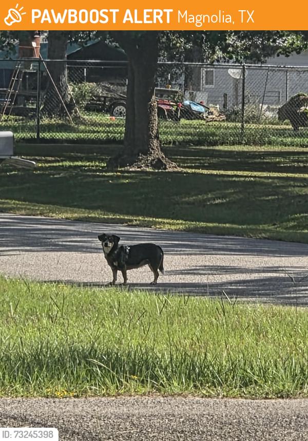 Found/Stray Unknown Dog last seen In front of our hse., Magnolia, TX 77355