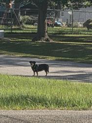 Found/Stray Unknown Dog last seen In front of our hse., Magnolia, TX 77355