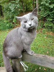 Lost Male Cat last seen Scatter Ridge Road, Athens, OH, Athens, OH 45701
