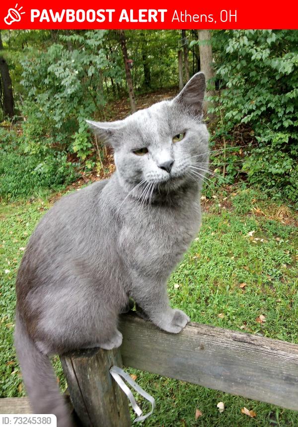 Lost Male Cat last seen Scatter Ridge Road, Athens, OH, Athens, OH 45701