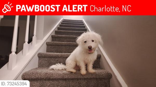 Lost Male Dog last seen Winchelsea Dr, Charlotte, NC 28212