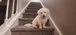 Lost Male Dog last seen Winchelsea Dr, Charlotte, NC 28212