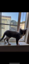 Lost Female Cat last seen Mclaughlin ave, San Jose, CA 95121