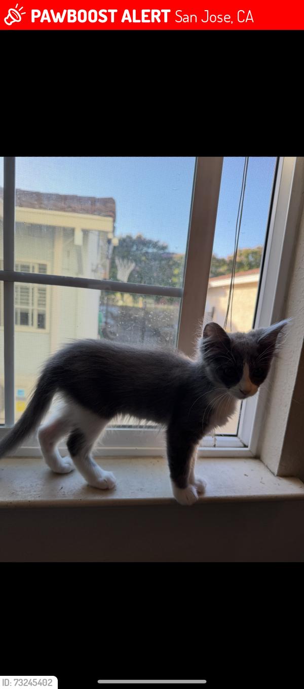 Lost Female Cat last seen Mclaughlin ave, San Jose, CA 95121