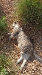 Found/Stray Unknown Cat last seen Bridge and La Vega/S.V. by the bus stop, South Valley, NM 87105