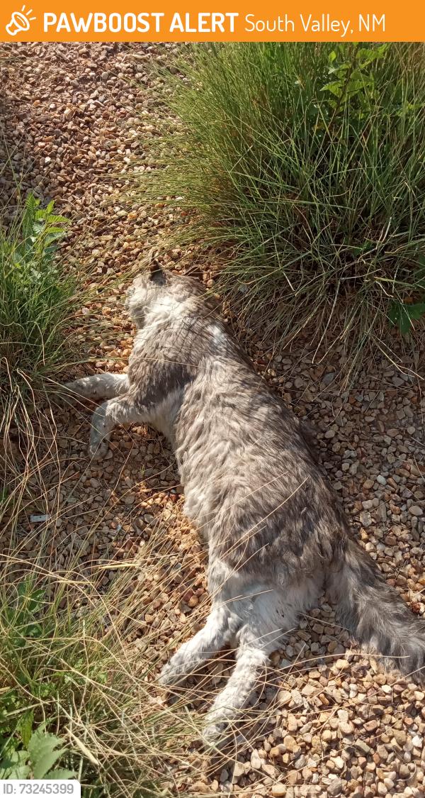 Found/Stray Unknown Cat last seen Bridge and La Vega/S.V. by the bus stop, South Valley, NM 87105