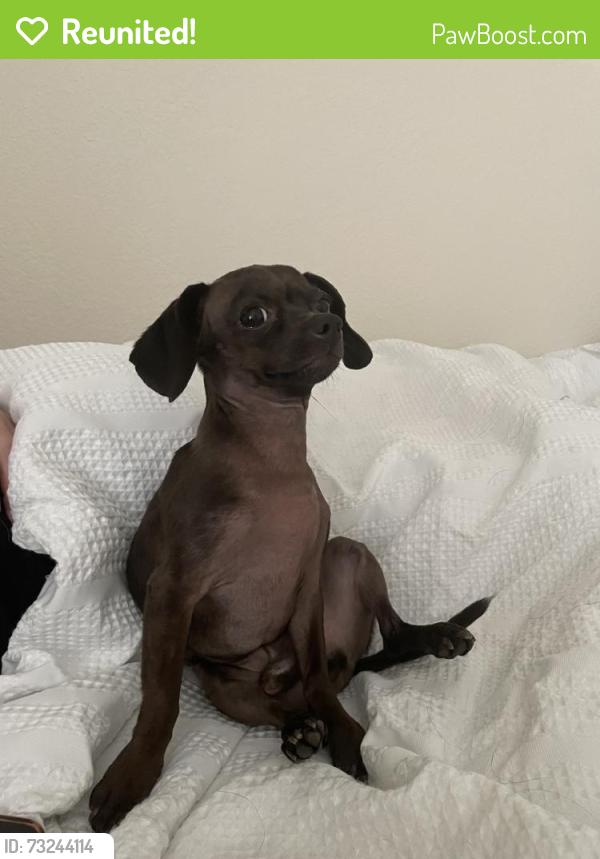 Reunited Male Dog last seen Near Vista Hill Ln, Sachse, TX 75048, USA, Sachse, TX 75048