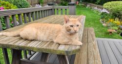 Reunited Male Cat last seen Hannah's Terrace & Lake Ave, Rochester, NY 14612