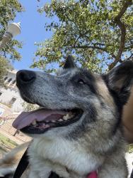 Shelter Stray Male Dog last seen Near G Street, San Diego, CA, 92101, 5500 Gaines St, San Diego, CA 92110, USA